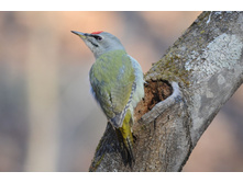 ����� �����.jpg