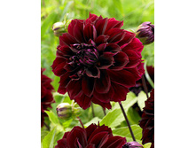 ������� ���� ������ (Dark Fuburi) ���-�� � �������� 1 ��., ���� �� �������� 84,50 ���..jpg