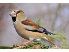 ������������ �������.jpeg