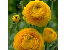 ���������� ������ (Yellow) ���-�� � �������� 10 ��., ���� �� �������� 85 ���..jpg