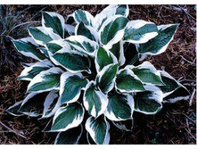 ����� ������� (Patriot) ���-�� � �������� 1 ��., ���� �� �������� 99 ���..jpg