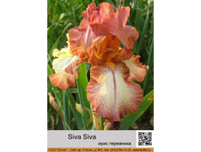 ���� ��������� Siva Siva ���� 1 �� 121�.00�.