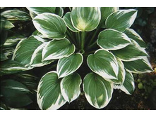 ����� ������ ����� (Robert Frost) ���-�� � �������� 1 ��., ���� �� �������� 85 ���..jpg