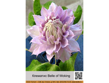 �������� Belle of Woking ���� 1 �� 174�