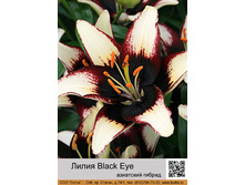 ����� Black Eye ��� 10 �� ���� 1 �� 40�