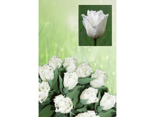 ��������  43 ���.  ����� ������ 10 ��!!!