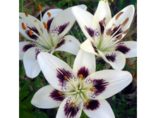 ����� ���������� (Centerfold) ���-�� � �������� 5 ��., ���� �� �������� 155 ���..jpg