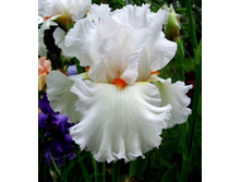 Lark Ascending-6,14.jpg