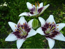 ����� ����� ��������� (Tango Cappucino) ���-�� � �������� 5 ��., ���� �� �������� 225 ���..JPG