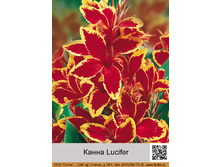 ����� Lucifer ���� 1 �� 98�