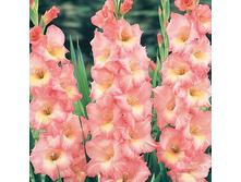 ��������� �������� (Cimarosa) ���-�� � �������� 10 ��., ���� �� �������� 80 ���..jpg