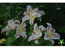 ����� �������� ���. ����.JPG