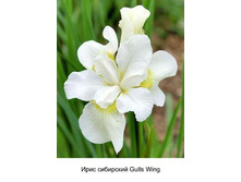 ���� ��������� Gulls Wing ���� 1 �� 78�.00�.