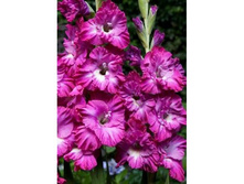 ��������� ������� (Nairoby) ���-�� � �������� 10 ��., ���� �� �������� 80 ���..jpg