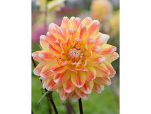 �������� ��� ��� ���� (Peaches and Cream) ���-�� � �������� 1 ��., ���� �� �������� 75 ���..jpg