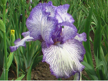 Autumn Circus-5,27.jpg