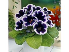 ��������� ������ ��������� (Kaiser Wilhelm) ���-�� � �������� 3 ��., ���� �� �������� 165 ���..jpg