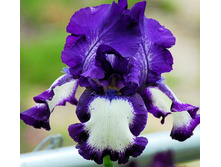 ���� �������� ��� (Stepping Out) ���-�� � �������� 1 ��., ���� �� �������� 109 ���..jpg