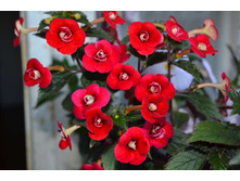 Petite Fadette (���� -����)