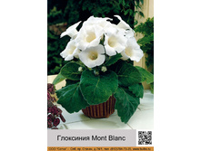 ��������� Mont Blanc ��� 10 �� ���� �� 1 �� 55�