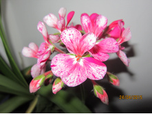 ���������� �������