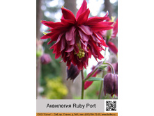 ��������� Ruby Port ���� 1 �� 40�