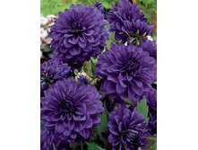 �������� ��� ���� (Blue Bell) ���-�� � �������� 1 ��., ���� �� �������� 75 ���..jpg