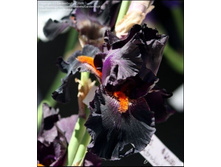 Dracula’s Kiss-14,92.jpg