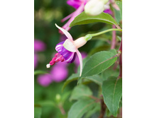 ������, ���� Jennifer haslam