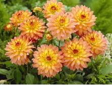 �������� ������� ����� (Gallery Pablo) ���-�� � �������� 1 ��., ���� �� �������� 85 ���..jpg