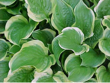 ����� ��� ���� (So Sweet) ���-�� � �������� 1 ��., ���� �� �������� 75 ���..jpg