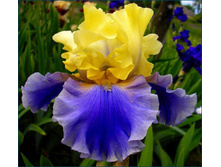 Edith Wolford-3,95.jpg