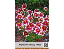 ��������� Ruby Frost ���� 1 �� 181�