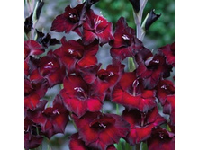 ��������� ������ (Pesara) ���-�� � �������� 10 ��., ���� �� �������� 85 ���..jpeg