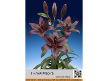 ����� Mapira  ��� 10 ��, ���� 40�