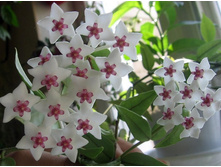 Hoya bella- ������ �������� ....