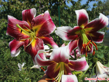 ����� ������ �������� ���. ����2.jpg