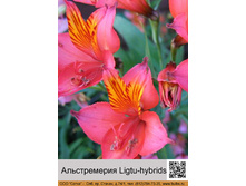 ������������ Ligtu-hybrids ���� 1 �� 54�