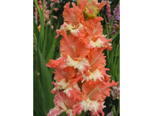 ��������� �������� ����� ���� (Frizzeled Coral Lace) ���-�� � �������� 10 ��., ���� �� �������� 105 ���..jpg