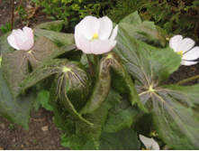 �������� �����*