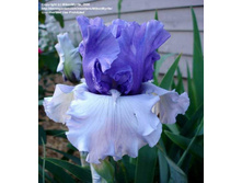 Crowned Heads-6,14.jpg