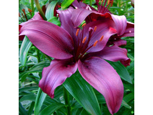 ����� ������� (Dimension) ���-�� � �������� 5 ��., ���� �� �������� 160 ���..jpg