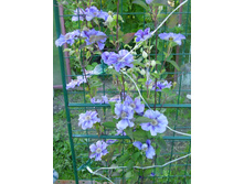 ��������� (4).JPG