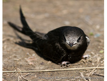 ������ �����.jpg