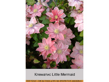 �������� Little Mermaid ���� 1 �� 174�