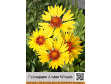 ��������� Amber Wheels  ���� 1 �� 127�.00�.