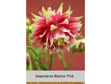 ��������� Barlow Pink ���� 1 �� 40�