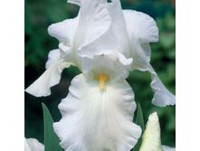 ���� ������� (Avanelle) ���-�� � �������� 1 ��., ���� �� �������� 99 ���..jpg