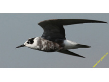 ������ ������.jpg