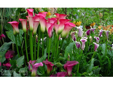 ����� � ����5.jpg